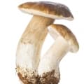 Boletus edulis