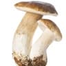 Boletus edulis