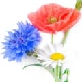 Wildflowers