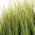 Reed