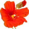 Nasturtium