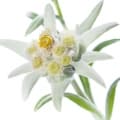 edelweiss