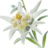 edelweiss