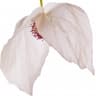 Dove tree