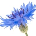 Cornflower or Sultan seeds
