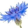 Cornflower or Sultan seeds