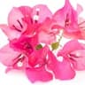 Bougainvillea
