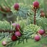 Black Spruce