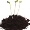Peat