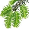 Spruce