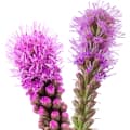 Liatris