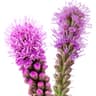 Liatris