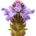 Prunella
