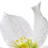 Indole