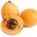 Japanese Loquat