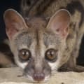Genet