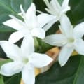 Coffee blossom
