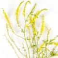 Melilot or Sweet Clover