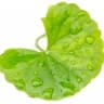 Centella Asiatica
