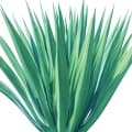 Agave