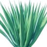 Agave
