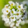Alyssum