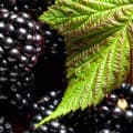 Blackberry leaf