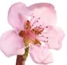 Nectarine blossom