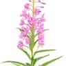 Rosebay Willowherb