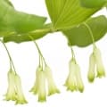 Solomon's Seal