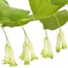 Solomon's Seal