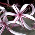 Crinum lily