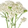 Yarrow