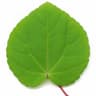 Katsura leaf