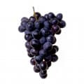 Pinot Noir grapes