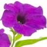 Petunia