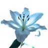 Blue Lilies