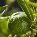 Chinotto