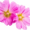 Malva