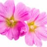 Malva