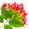 Rangoon Creeper