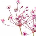 Butomus umbellatus