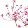 Butomus umbellatus