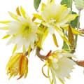 Orchid Cactus