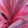 Ti Leaf (Cordilyne)