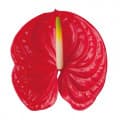 Flamingo flower
