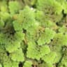 Azolla