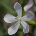 Soapwort