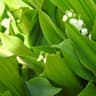 Lily Of the Valley Leaves