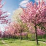 Cherry Tree
